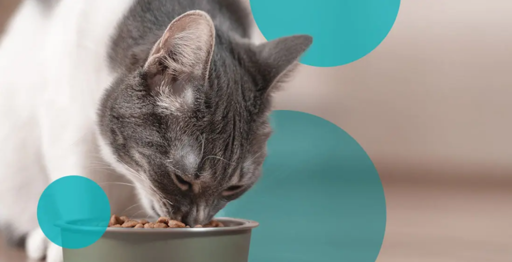 cat eating healthy food