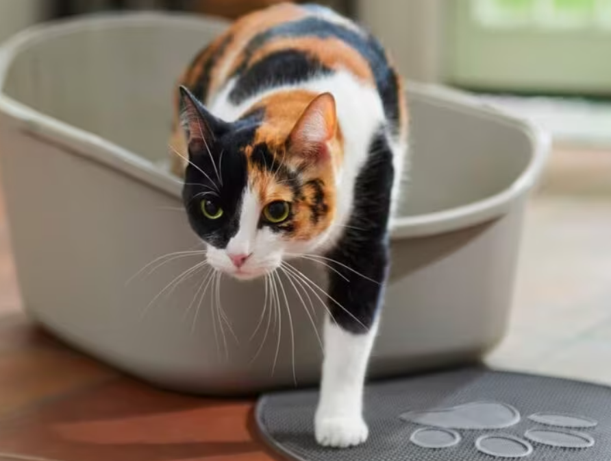 kitten doesn’t want to use the litter box