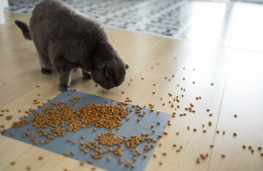 kitten eaten food