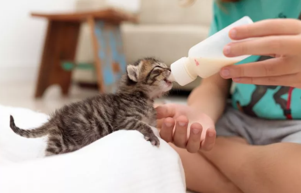 feeding a kitten