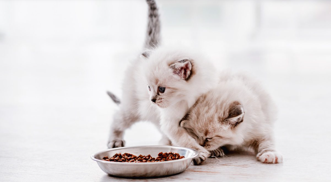 Solid Food for kitten