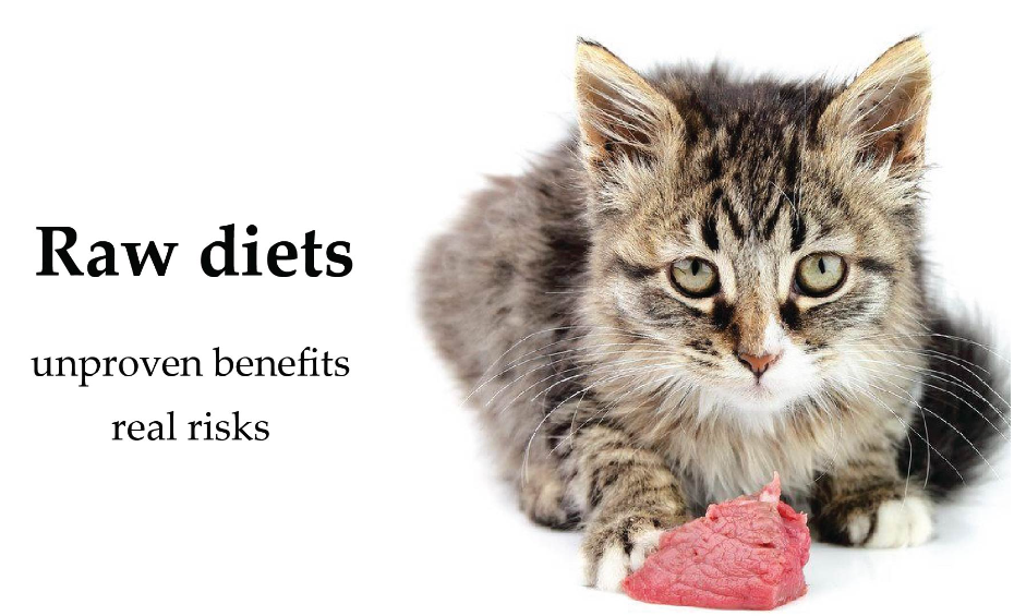 cat diet