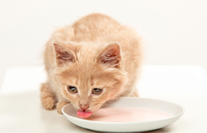 kitten eating