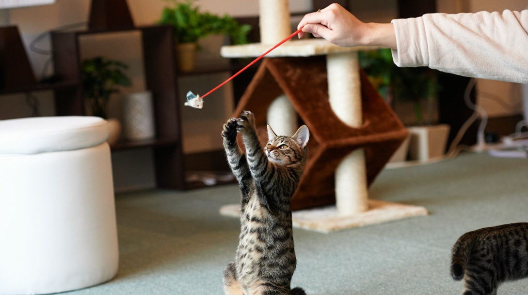 Pre-training kitten