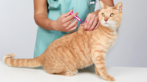 Complete Kitten Vaccination Schedule