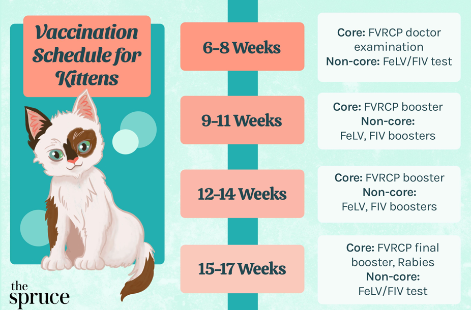 Kitten Vaccine Schedule