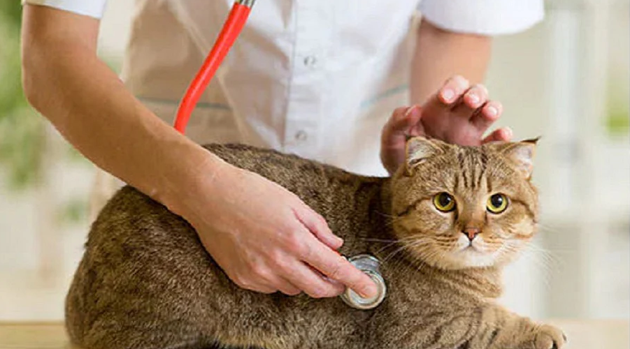 health checkup of cat