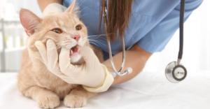 Common health issues in kittens