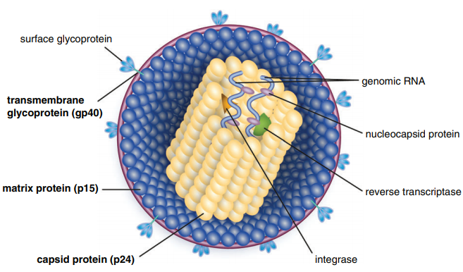 Immunodeficiency Virus (FIV)