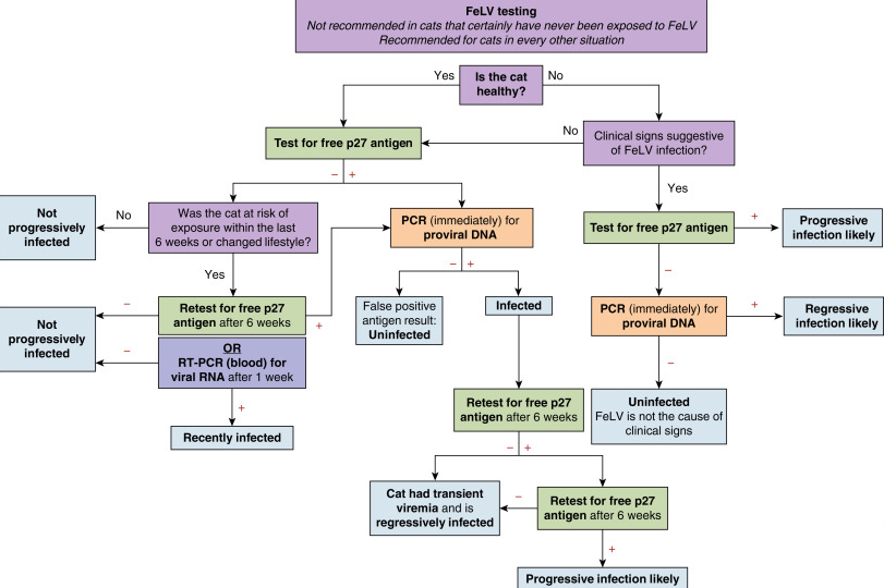 Leukemia Virus (FeLV)