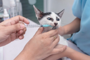 Kitten deworming guide