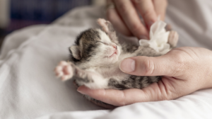 Health Care Tips for Newborn Kittens