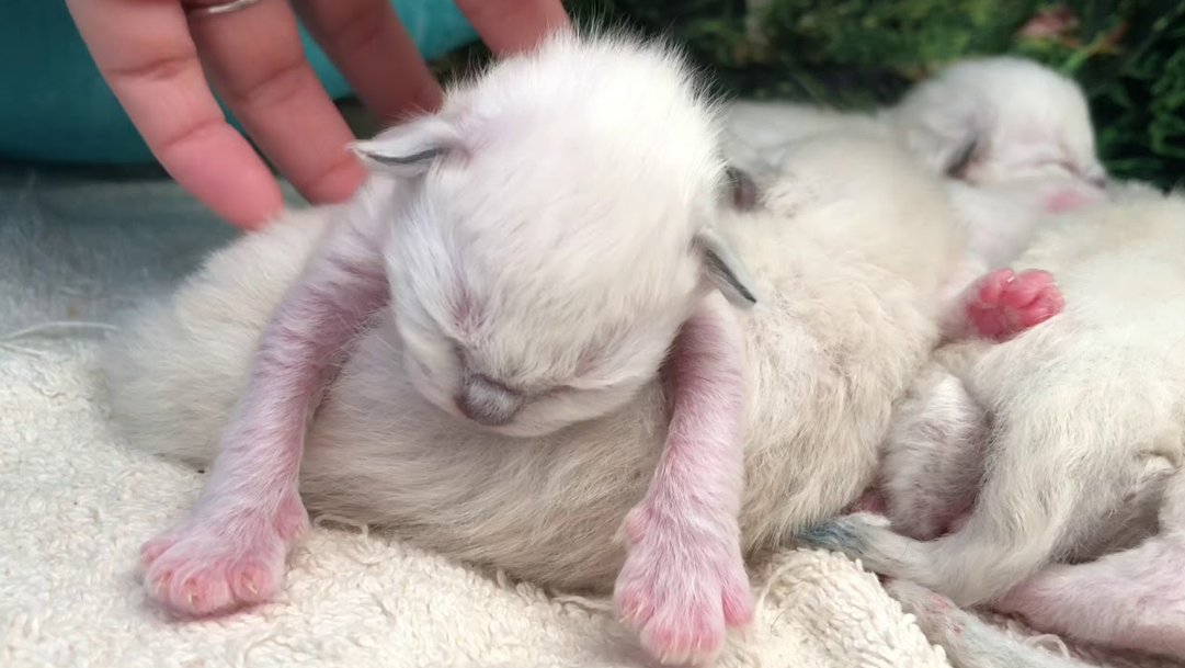 1-Week-Old Kittens