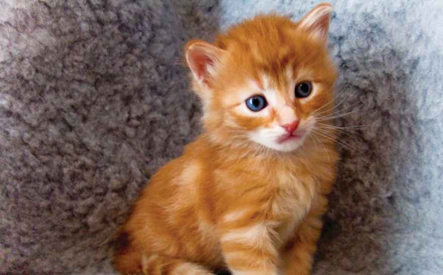 2-Week-Old Kittens