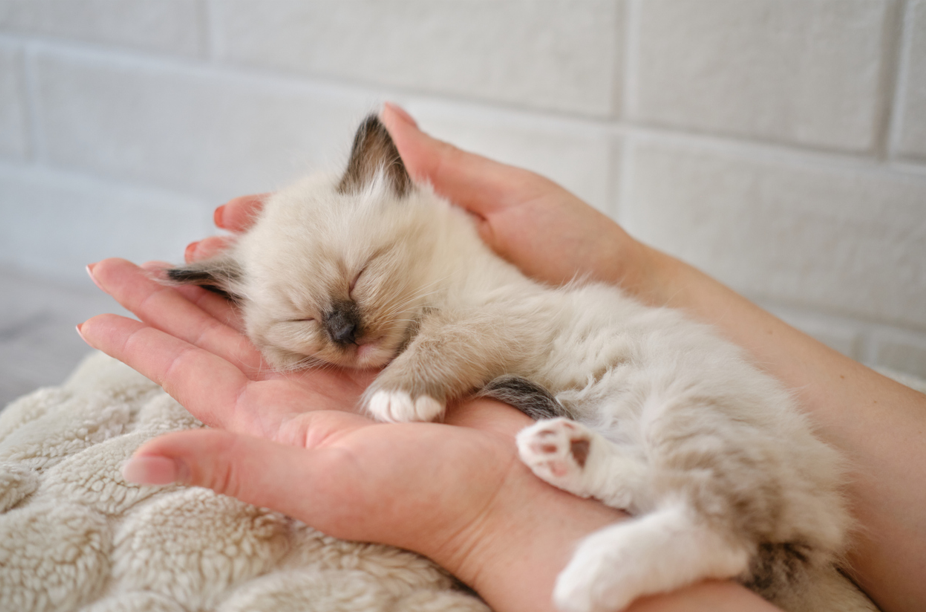 4-Week-Old Kittens