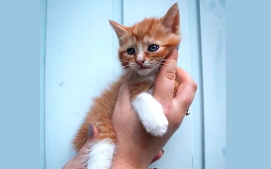 6-Week-Old Kittens