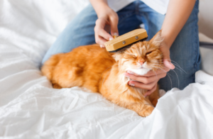 Kitten Grooming Essentials