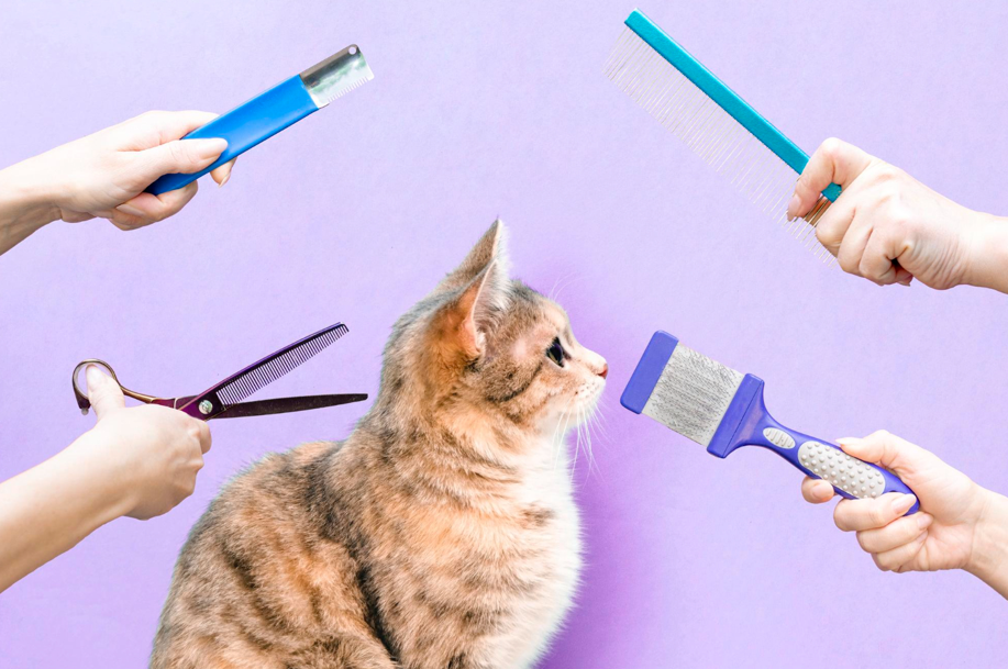 cat grooming products