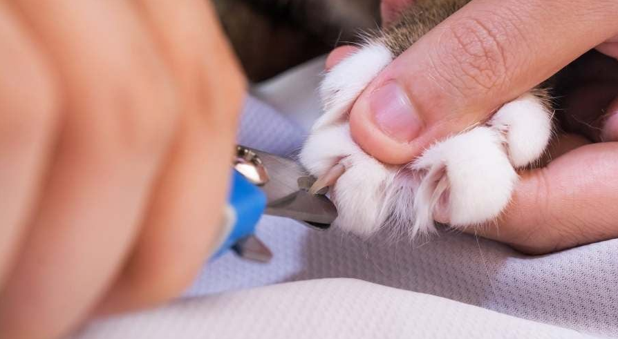 Trimming a cat's nails