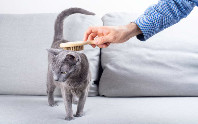 cat Grooming at Home