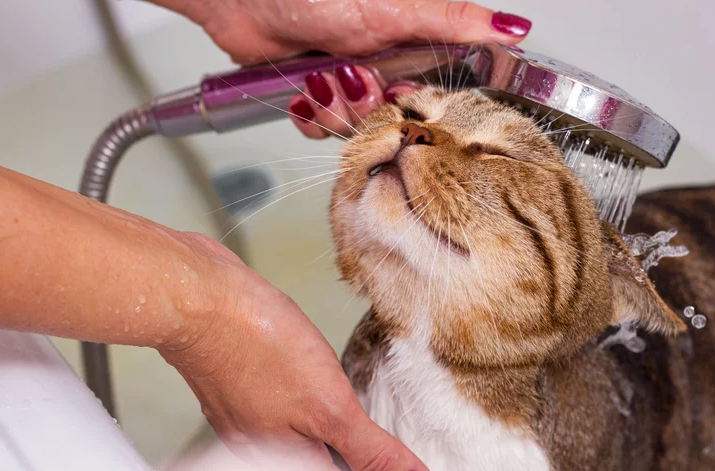 Bathing in a cat