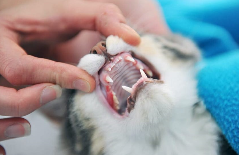 Kitten Teething and Dental Development