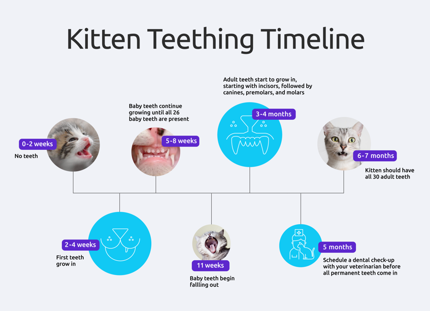 Kitten Teething Timeline