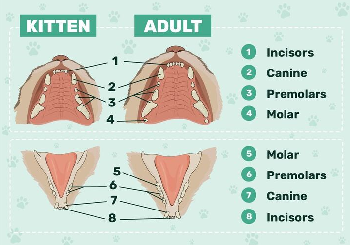 Kitten Teeth V. Adult Cat Teeth