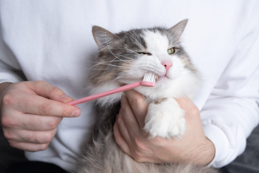 Brushing a Kitten’s Teeth