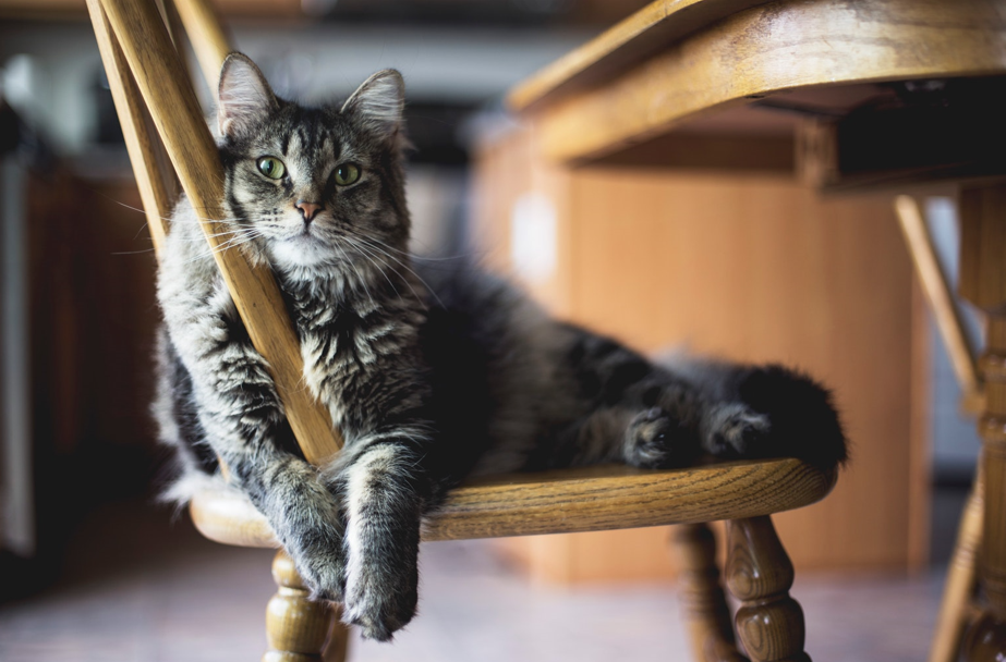 A cat sitting on a chair