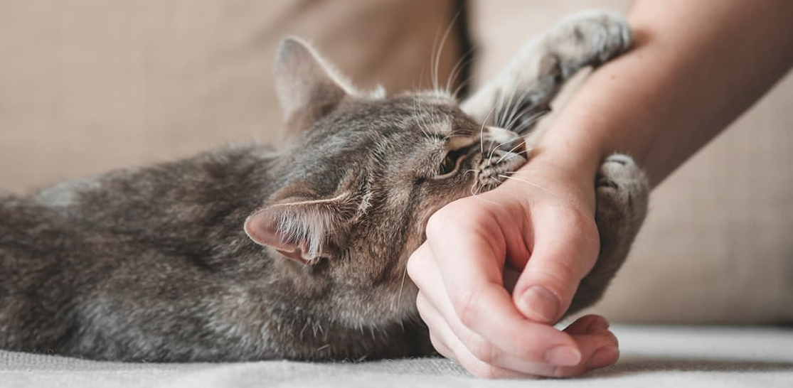 Training Kittens to Stop Biting