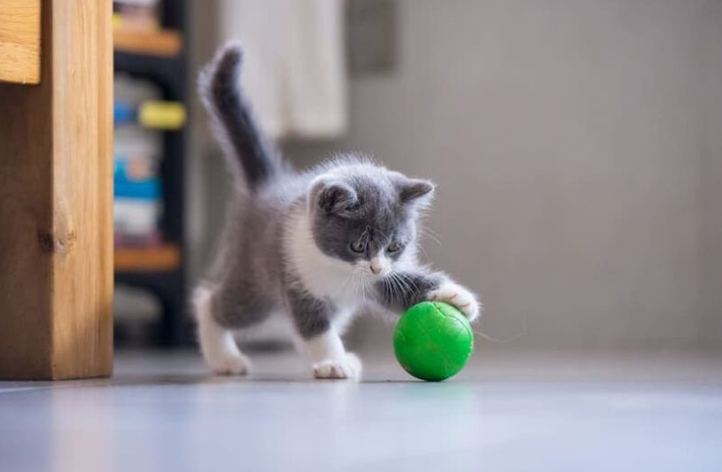 The kitten plays with a ball.