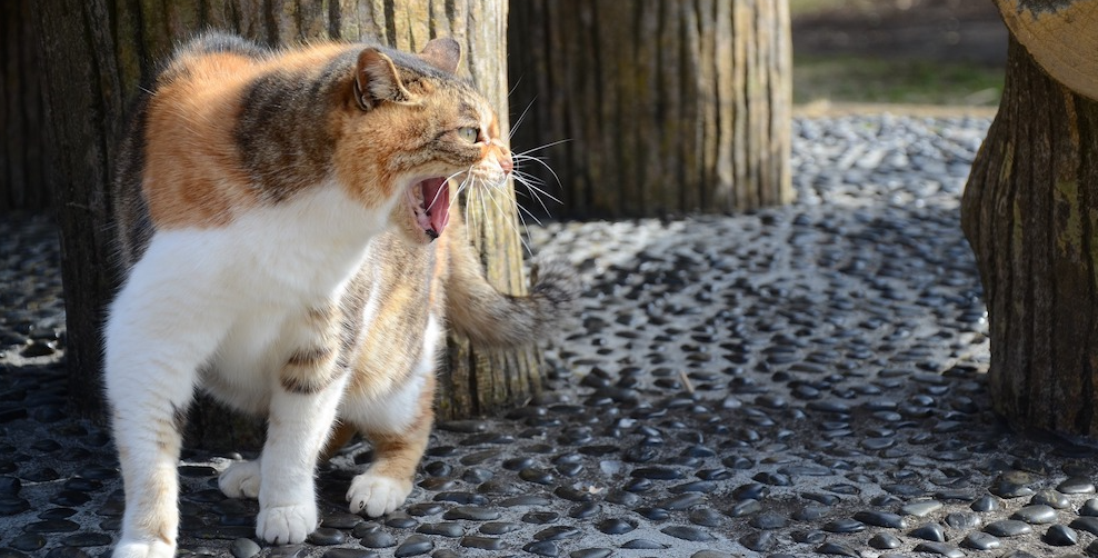 anxiety stress cat