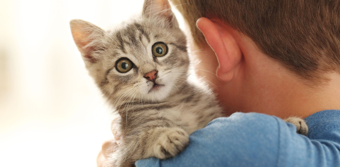 The cat is sitting on a person's shoulder