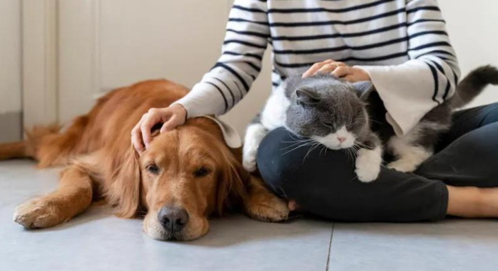 meditation with my pets