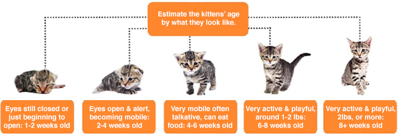 the health and development chart 