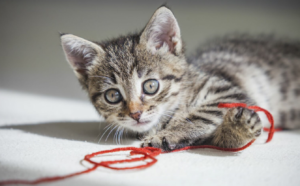 Kitten proofing your home