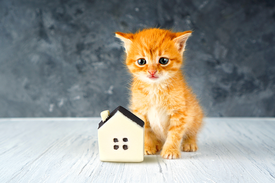 a cat with his toy house