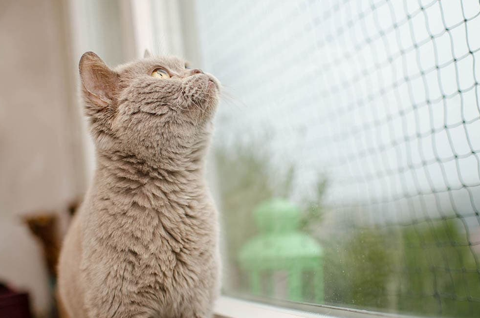 Secure All Window Screens for cat