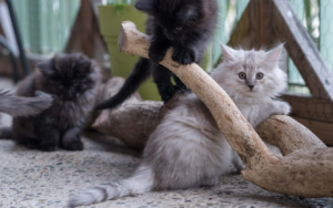 Finding a Reputable Kitten Breeder