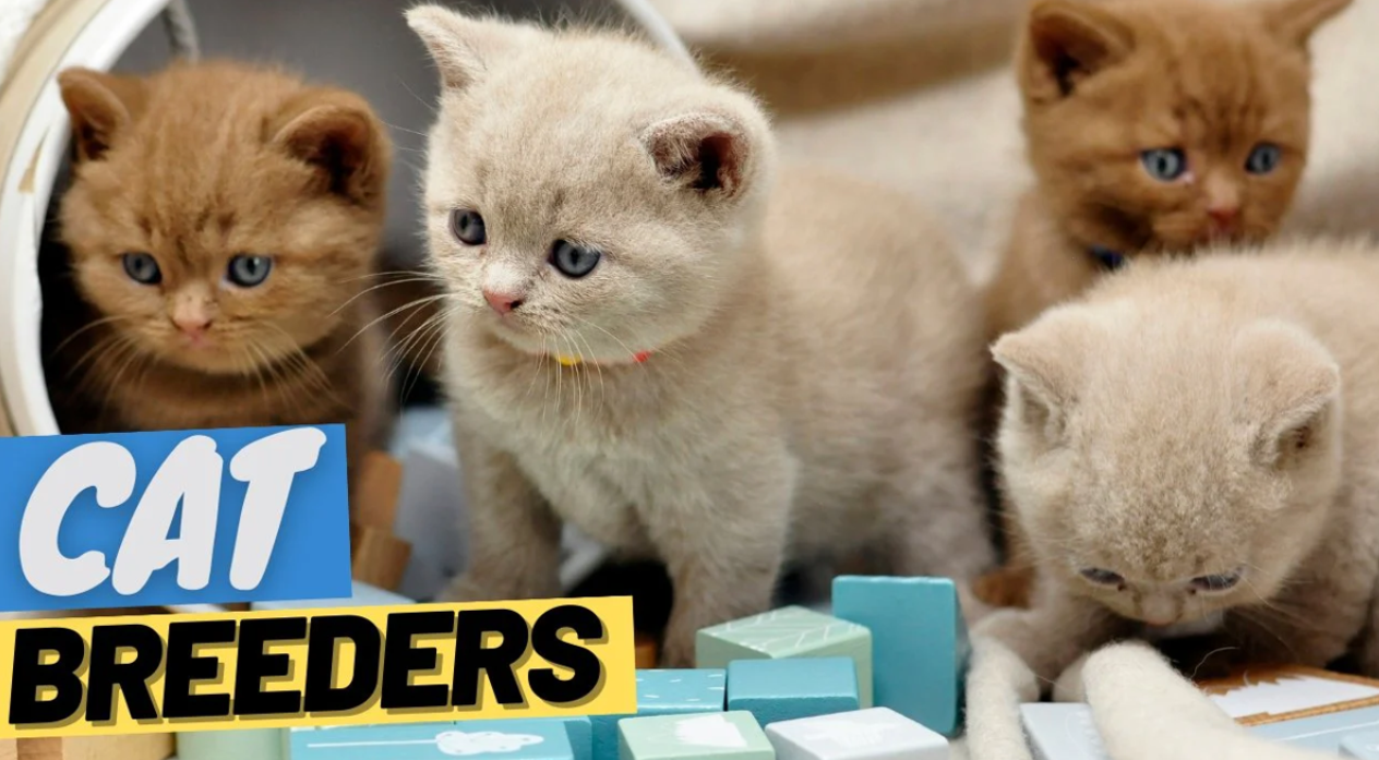 cat breeder