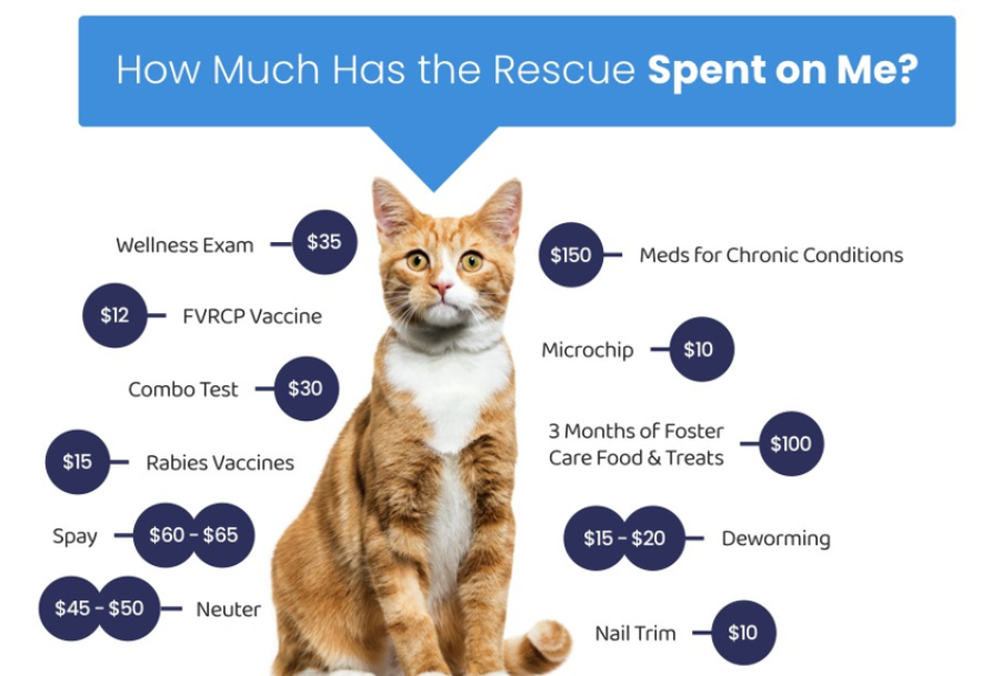 Cats Adoption Costs