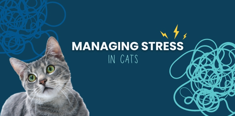 Managing Stress in Cats