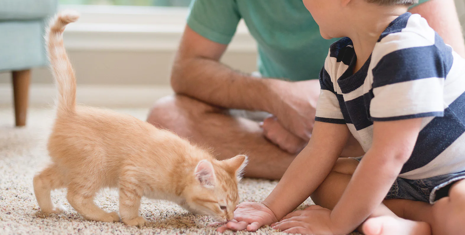 kitten playing with a children