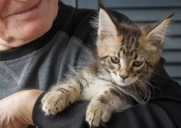 A cat sitting calmly on the lap