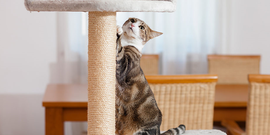 Training Kittens to Use Scratching Posts