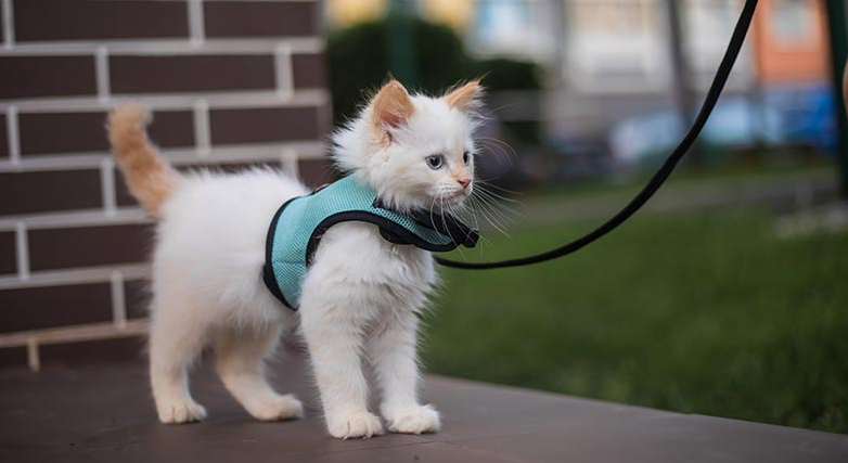 Teaching kittens to walk on a leash