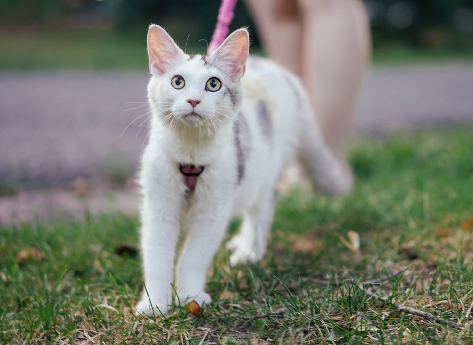 kitten walking on a leash