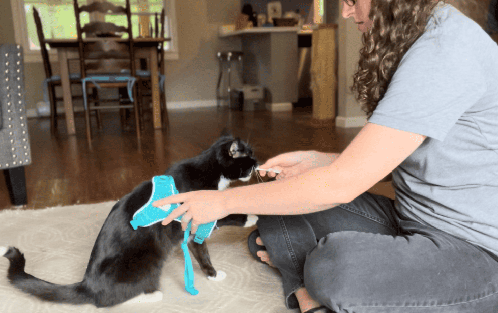 cat Harness training