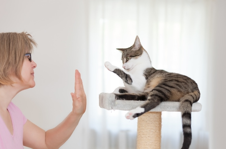 Positive Reinforcement Training for Kittens